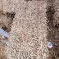 کاه بلیم برنج