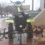 کلتیواتو وقلمه صنوبر