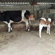 گاو و گوساله