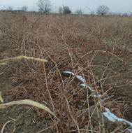 فروش نهال انگور