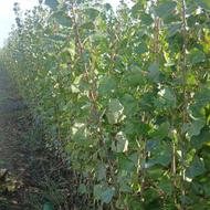 نهال صنبور سفید