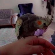 عروس هلندی اهلی