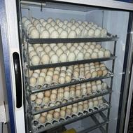 دستگاه جوجه کشی بلدرچین دماوند