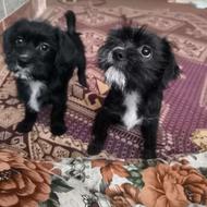 واگذاری 2عدد نروماده شیتزو