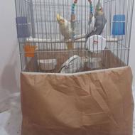 فروش عروس هلندی ماده