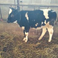 گوساله تلم دورگ محلی