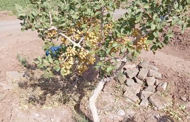 باغ پسته کله قوچی