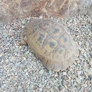 خزنده لاکپشت باغی