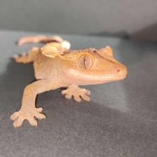 کرستد گکو بالغ