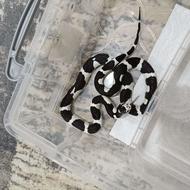 کینگ وارداتی