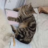 واگذاری گربه .مادرپرشین پدرش گلد