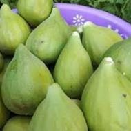 انواع نهال انجیر و انگور