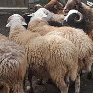 9 بره گوسفند 5 نر 4 ماده