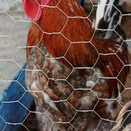 خروس نژاد دار