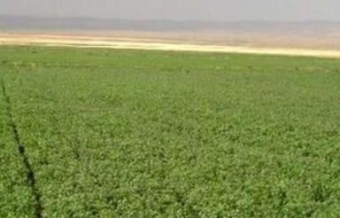 نیم هکتار زمین کشاورزی