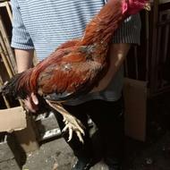 2عدد خروس لاری