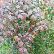 خدمات باغبانی و علف زنی با دستگاه علف و کاشت گل و هرس