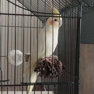 دوتا عروس هلندی