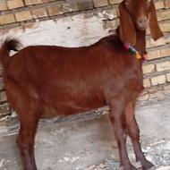 بزابست دوقلوزا