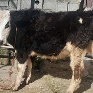 گوساله ماده سیمینتال گاو