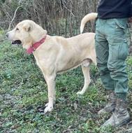 واگذاری سگ پژدر کردی