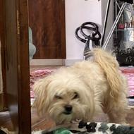 واگذار  سگ شیتزوترییر