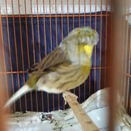 یک جفت قناری نر