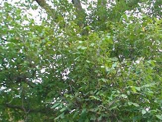 فروش فوری ویلا باغ در منجیل آباد