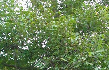 فروش فوری ویلا باغ در منجیل آباد