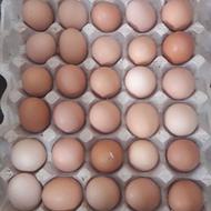 تخم مرغ محلی
