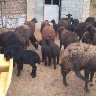 گوسفند بره دار