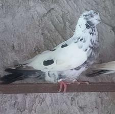 کبوتر. کفتر