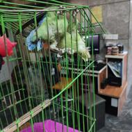 طوطی برزیلی