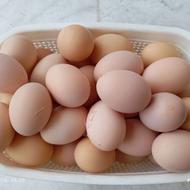 تخم مرغ محلی