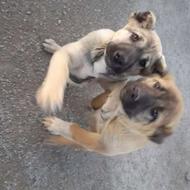 واگذاری دوعدد توله پژدر