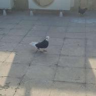 کفتر کبوتر تهرانی