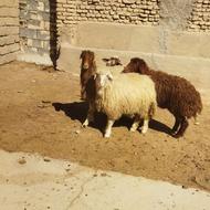 بره سبک ولی خوش گوشت