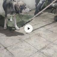 واگذاری سگ افغان گله ای ونکهبان معاوضه در