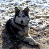 واگذاری سگ هاسکی