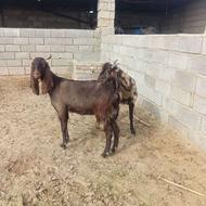 بز بزغاله آبست