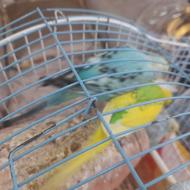 سه جفت مرغ عشق