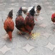 نیمچه خروس سالم و سرحال