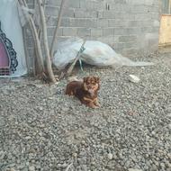 واگذاری سگ پاکوتاه ماده