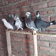 یک دسته کبوتر خوشکل