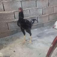 لاری جوان مشکی