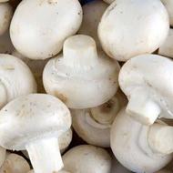 پخش قارچ خوراکی درجه 2 در تالش