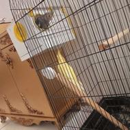 عروس هلندی سخنگو