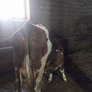 گاو سیمینتال