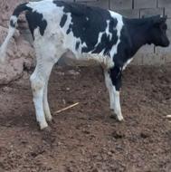 گوساله ماده خارجی