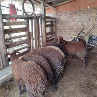 بره نرافسار